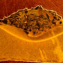 Cross section of a sweep neck